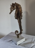 Hippocampe