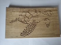 Tortue de mer