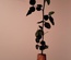 Vase uniflore conique en olivier