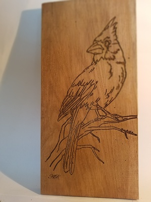 Oiseau - Geai bleu des Montagnes perché sur une branche