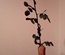 Vase uniflore en olivier