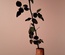 Vase uniflore conique en olivier
