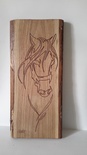 Tête de cheval de face