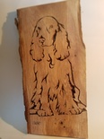 Chien cocker assis