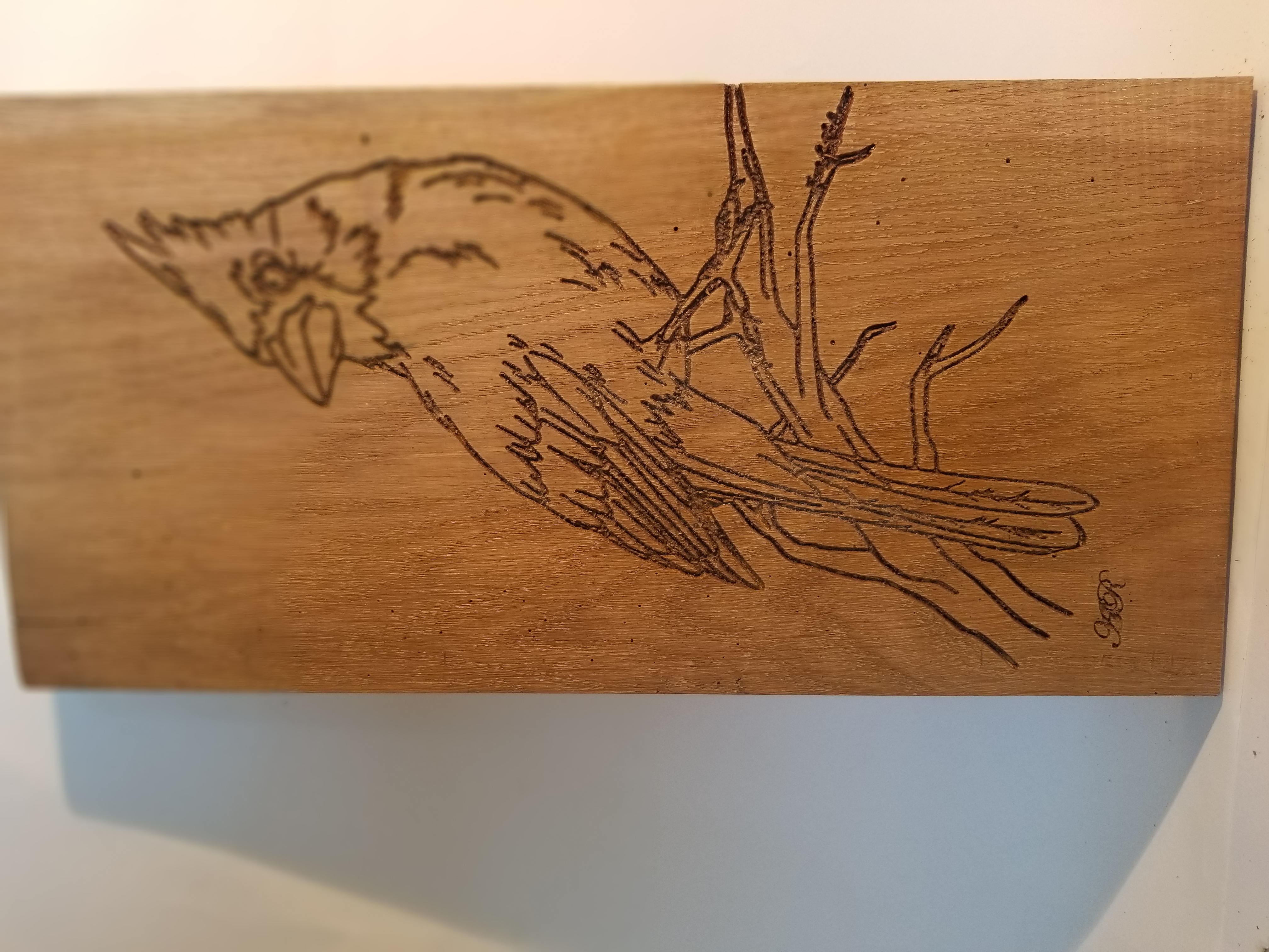 Oiseau - Geai bleu des Montagnes perché sur une branche1