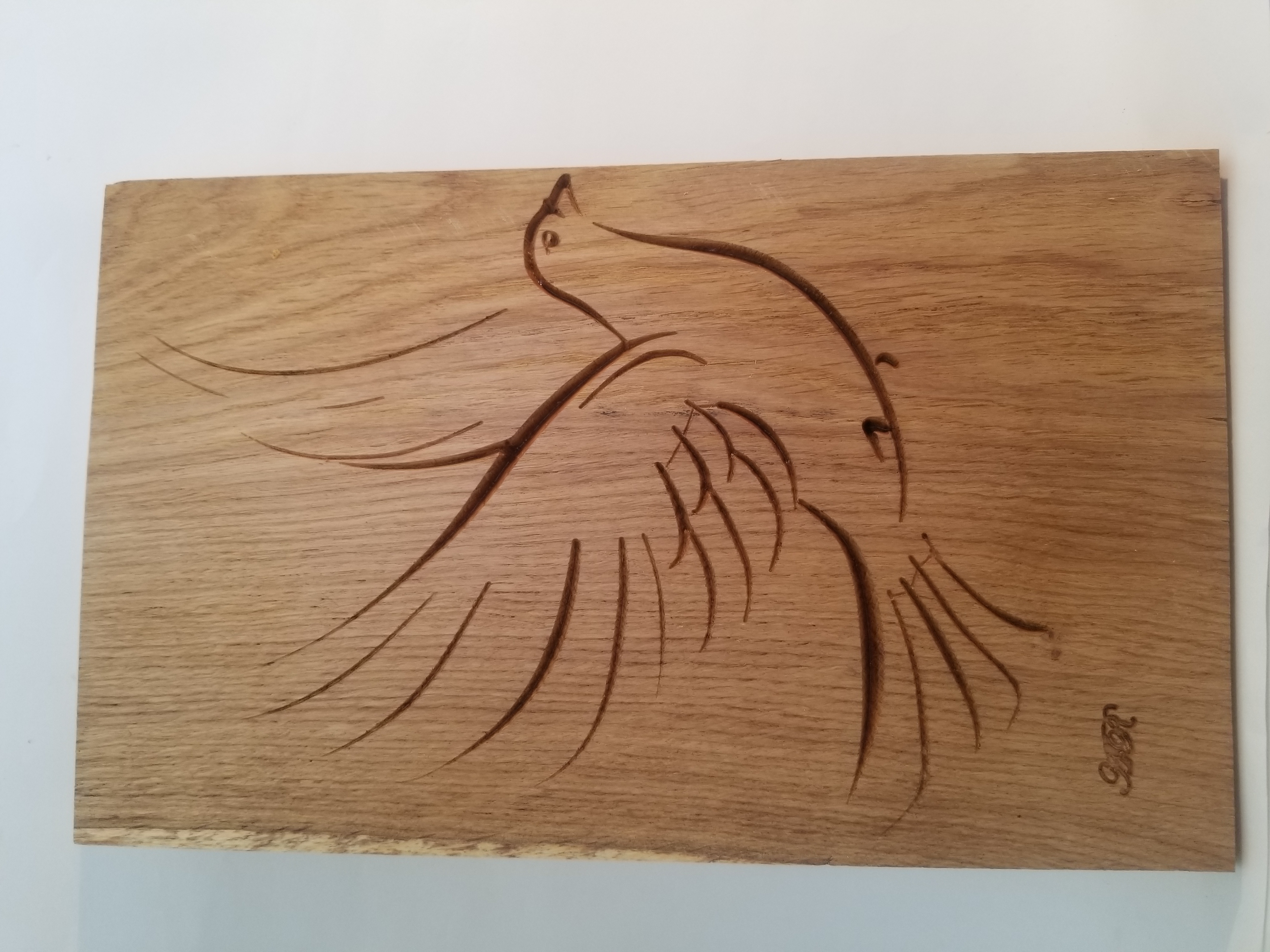 Oiseau - Colombe en vol1