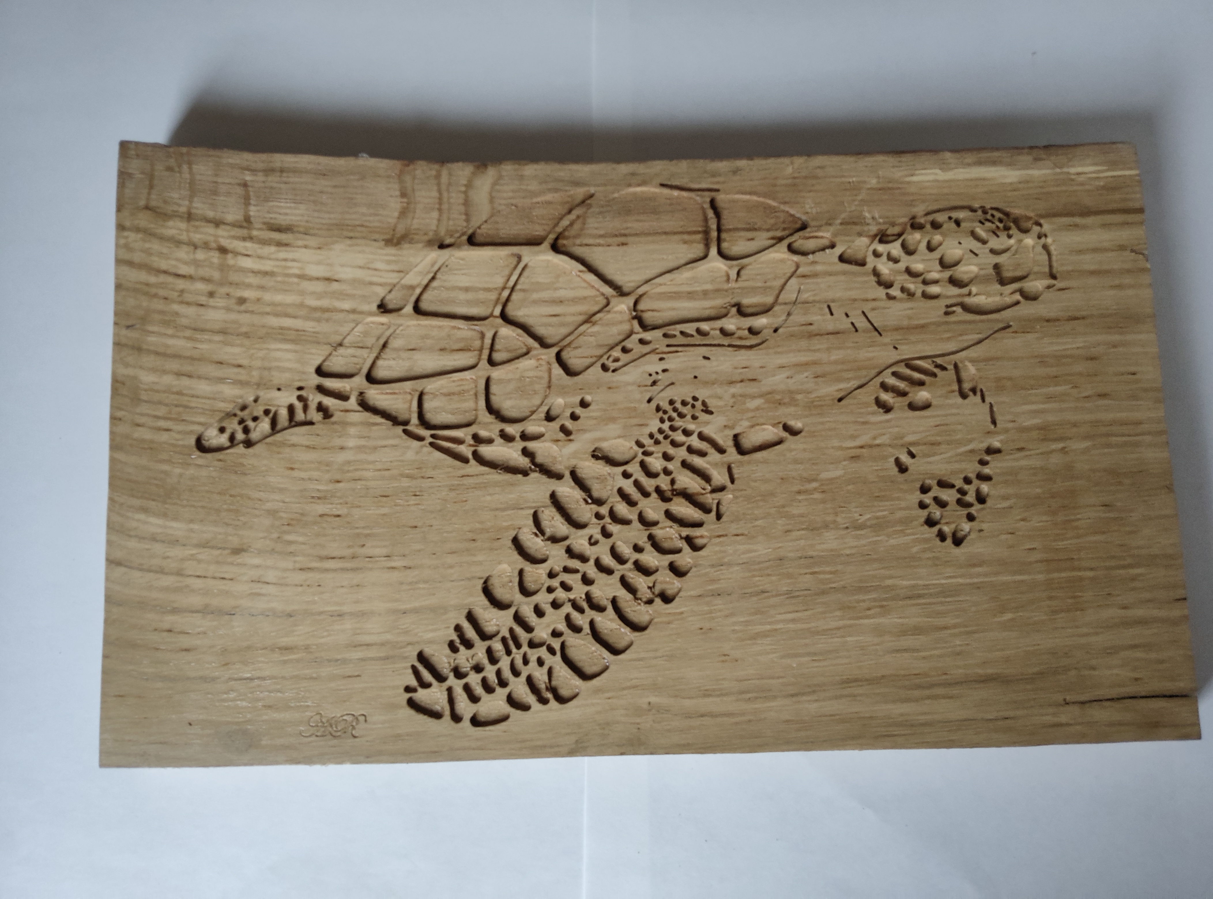 Tortue de mer1