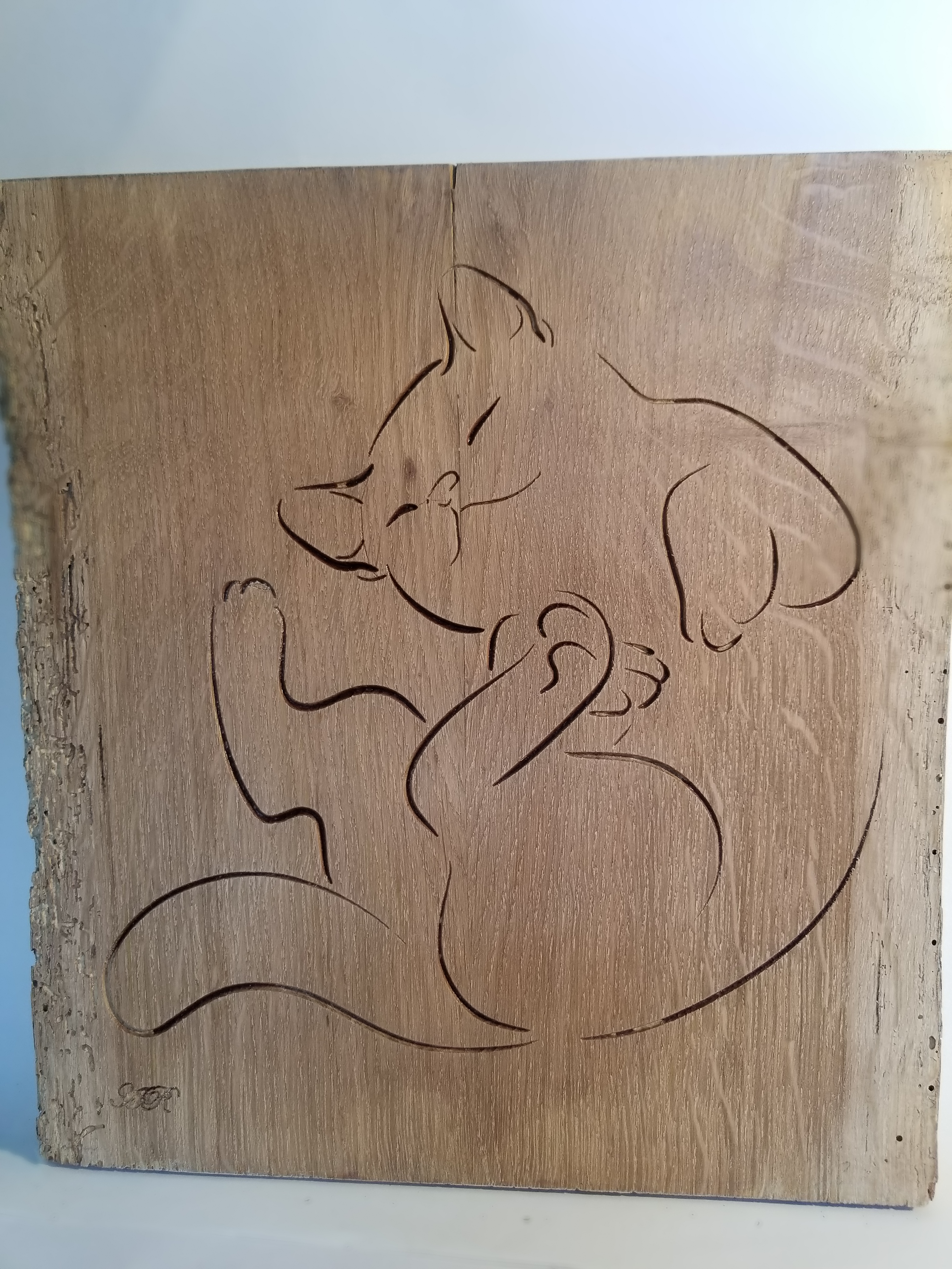 Chat chatouilles1